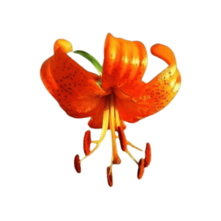 More Than a Flower Tea: Lanzhou Edible Lily—An Eastern Treasure You Can Brew