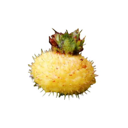 From Wild Mountain Fruit to the “Vitamin C King”: Guizhou Chestnut Rose (Rosa roxburghii), Nature’s Golden Fruit from China