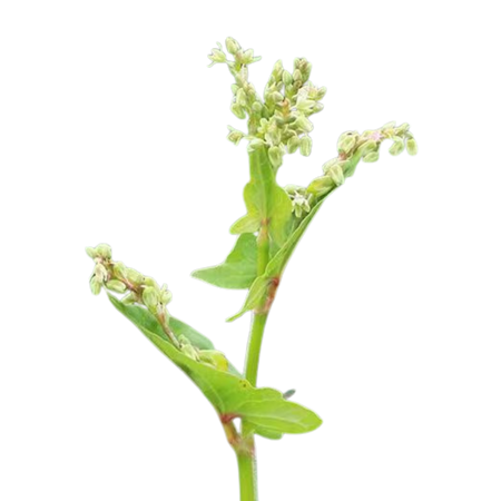Not Quite “Tea,” Yet Brewed Like Tea: Yunnan Roasted Tartary Buckwheat, a Golden Grain Aroma from the Tea-Horse Road