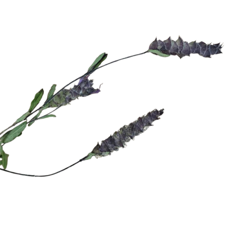 Dongzisu Sprig: Yunnan “Xiao Shan Cha,” a Naturally Caffeine-Free Herbal Aroma