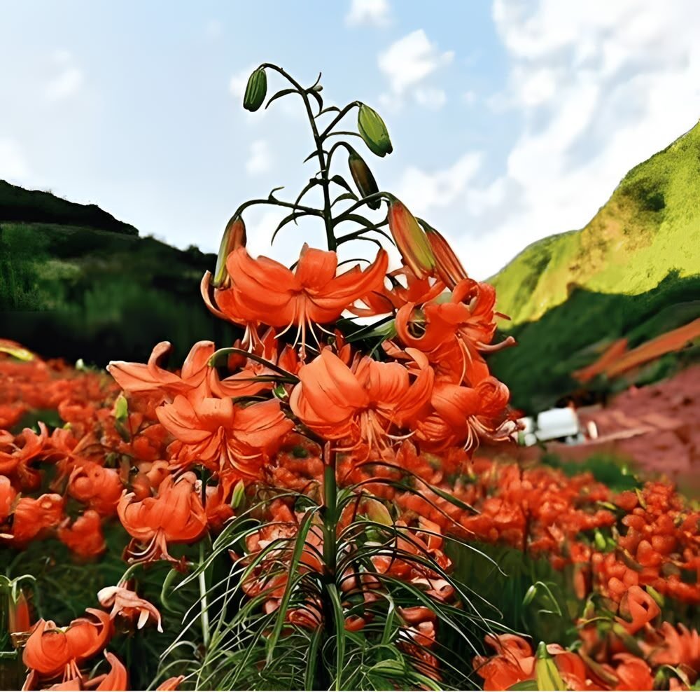 A vibrant field of blooming orange Gansu Red Lilies growing in a mountain valley under a blue sky. These edible lilies with thick petals are the raw ingredients for the Lily Pagoda Black Blooming Tea.
