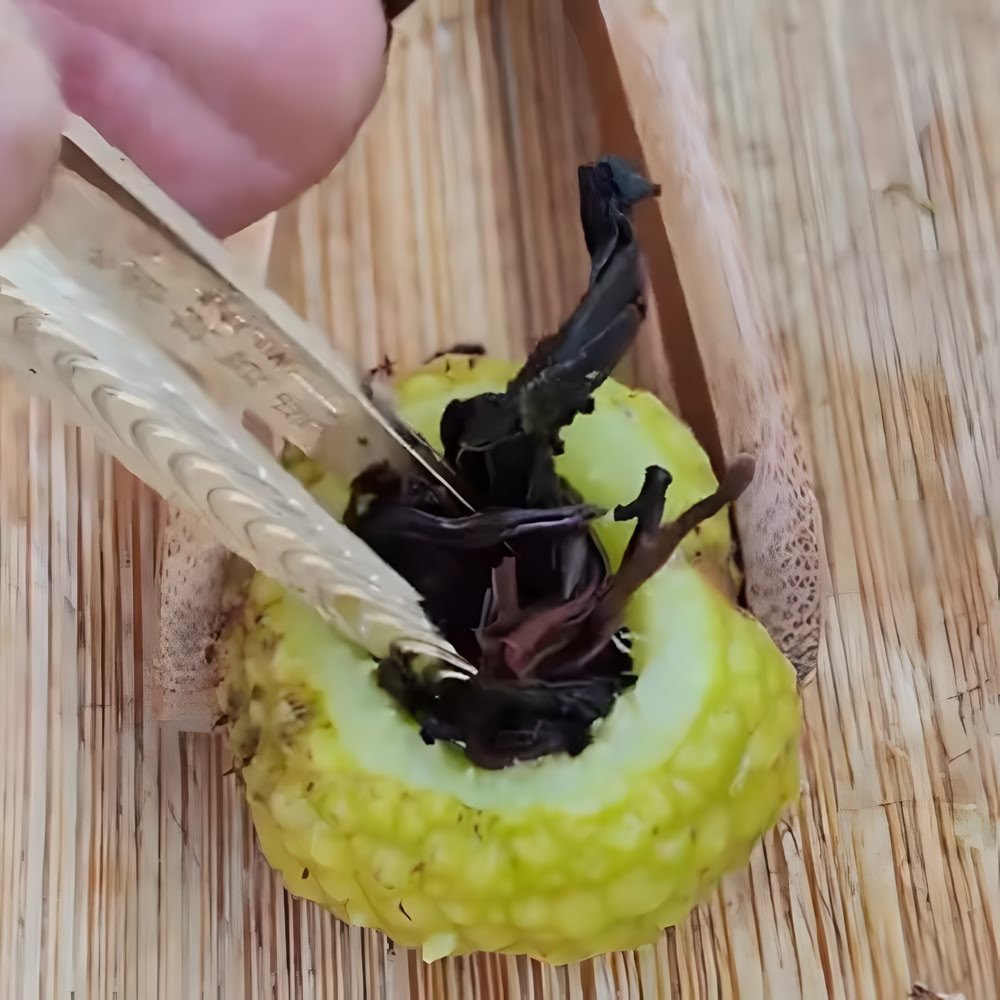 Close-up of the craft process: A de-seeded Chestnut Rose fruit is carefully filled with Dianhong black tea leaves to create a 'fruit cup'