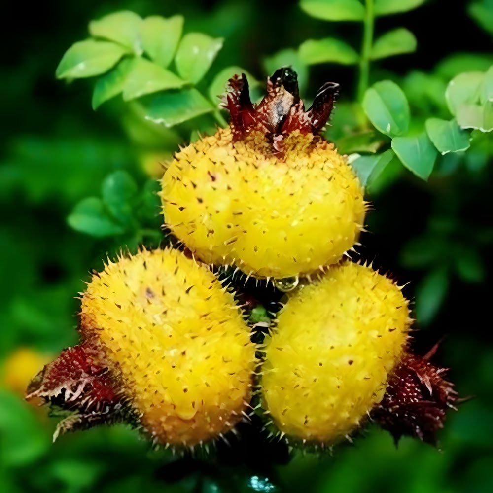 Close-up of fresh Chestnut Rose fruit (Rosa roxburghii) growing on a branch. A small wild mountain fruit from Guizhou known for its naturally strong vitamin C character.