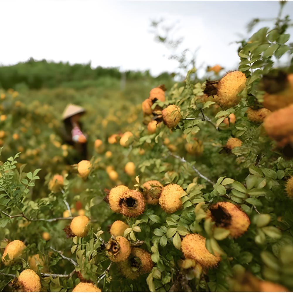 Harvesting scene in the hills of Guizhou, China. The wild mountain character gives the Chestnut Rose fruit (Rosa roxburghii) a distinctive sweet-tart profile.