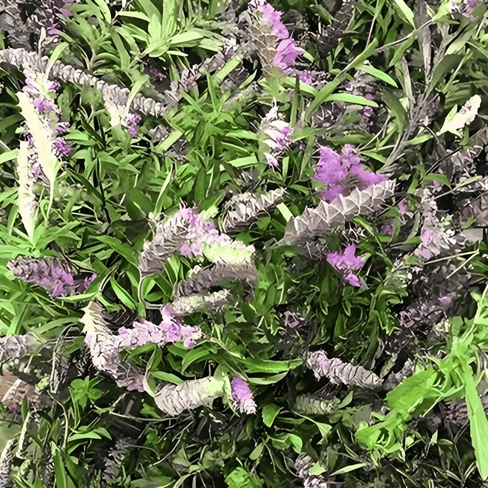 A close-up top-down view of fresh, natural Dongzisu herbs featuring vibrant green leaves and delicate purple flower spikes, highlighting its pure, caffeine-free botanical nature.
