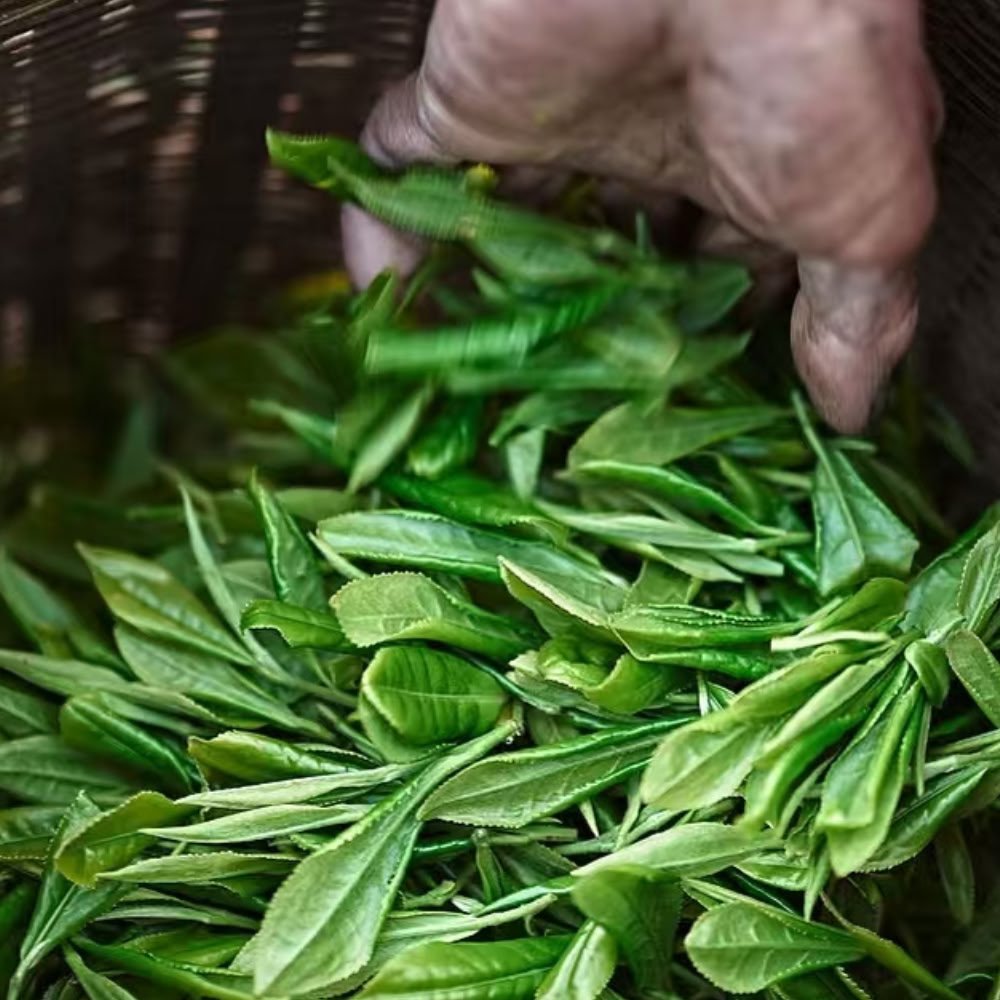 A close-up of a tea artisan's weathered hand gently gathering freshly harvested, vibrant green large-leaf tea cultivars in a woven bamboo basket, the premium raw material for authentic Yunnan Sheng Cha.