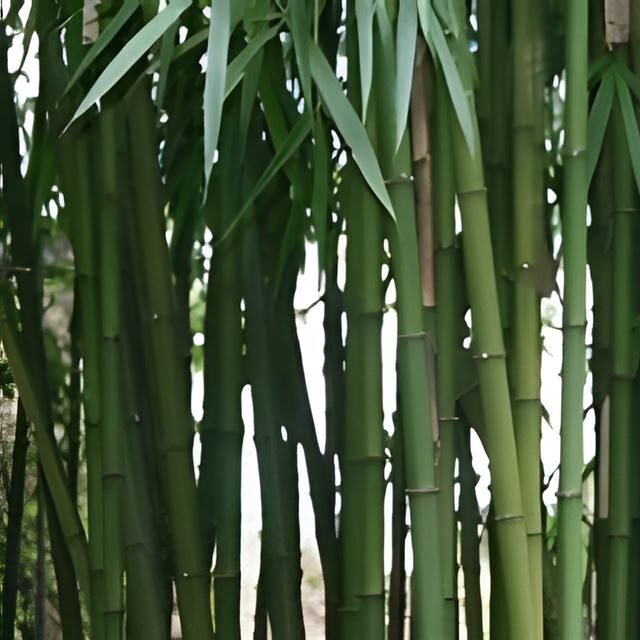 A lush, vibrant grove of native green bamboo stalks and leaves. This represents the rare "Xiao Xiang Zhu" (Small Fragrant Bamboo) sourced from Xichou County, Yunnan, used to craft our premium tea.