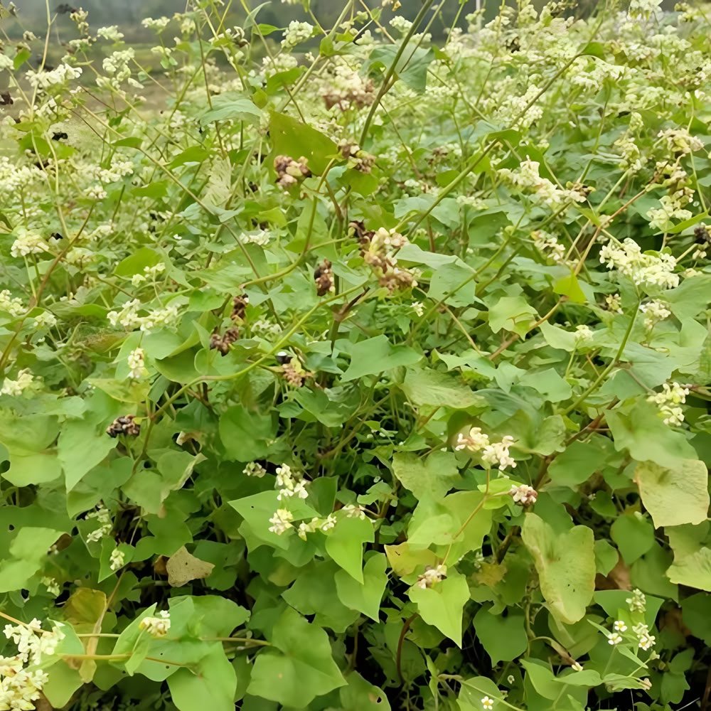 Fresh, green Nutty Tartary Buckwheat plants with delicate flowers growing naturally in a highland field, representing a pure, naturally caffeine-free pseudo-grain.