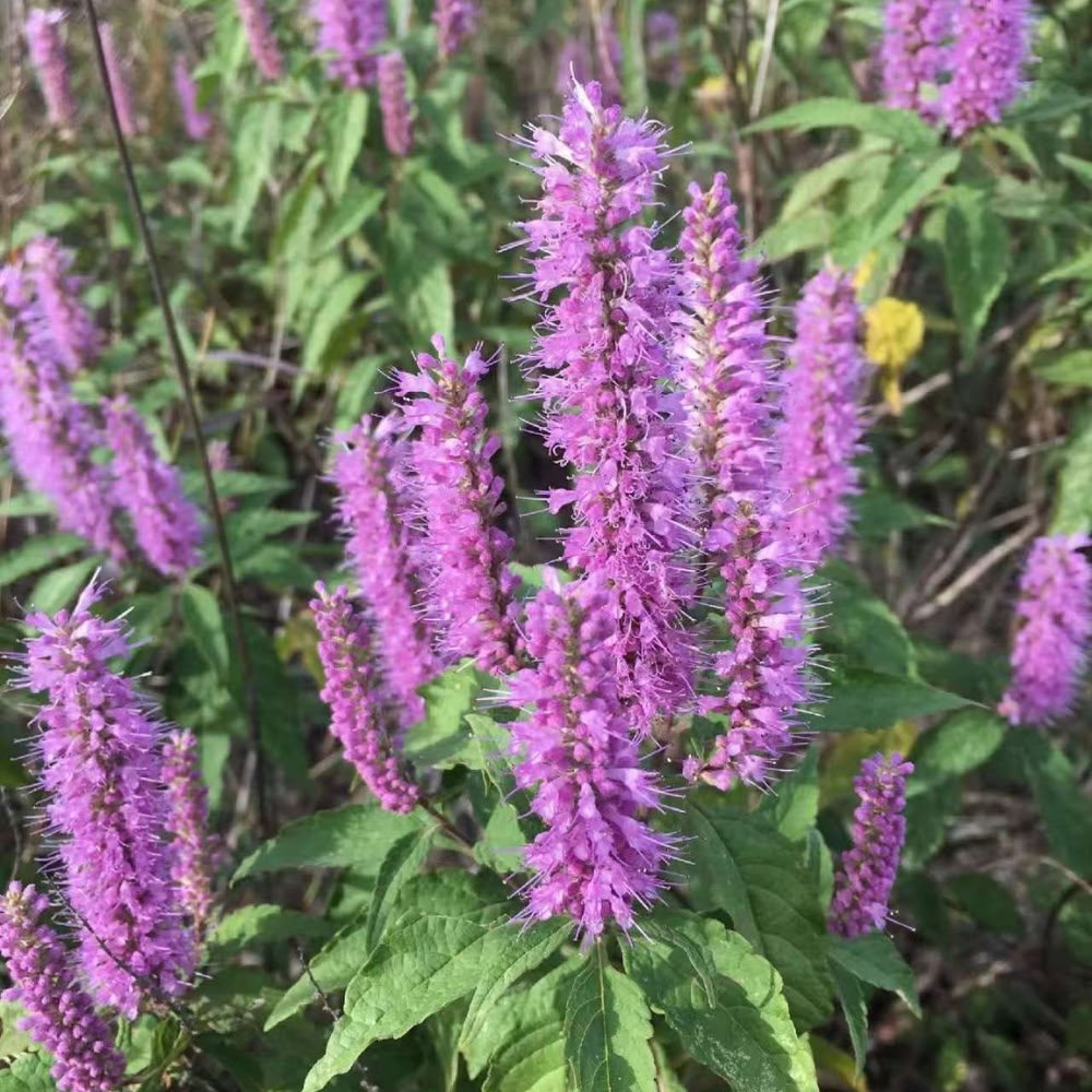 Vibrant purple Xiangru flowers blooming in their natural habitat, showcasing the botanical source of its bright, cooling essential oils.