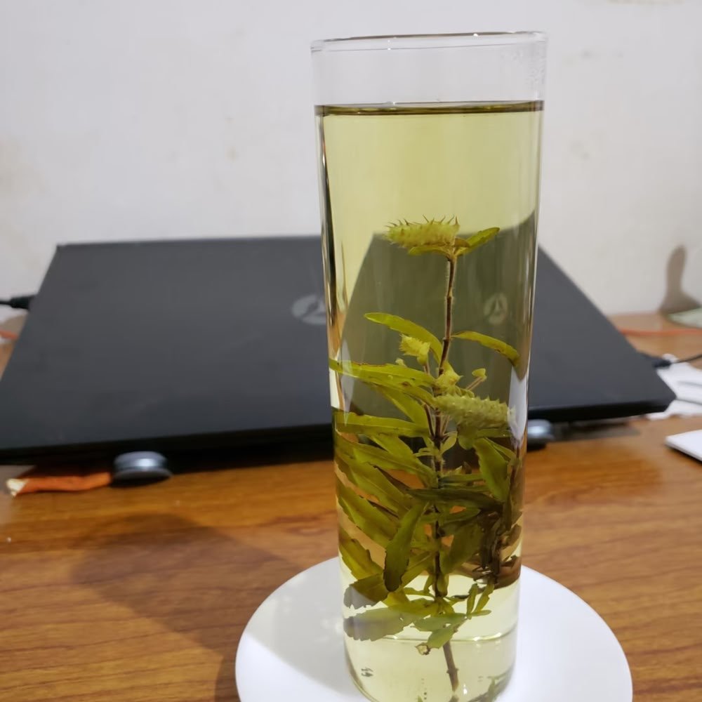 A customer review picture of a tall glass containing a single, fully expanded Dongzisu sprig, placed on a wooden desk next to a laptop.