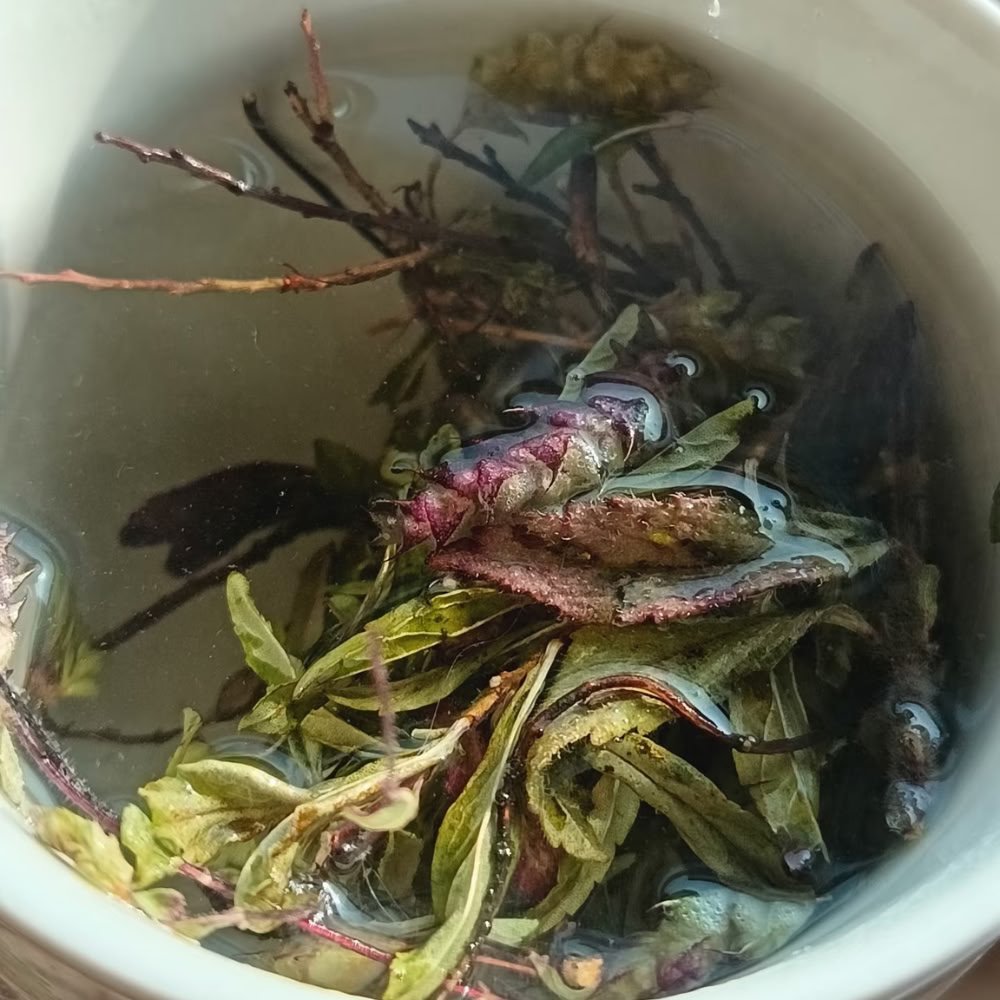 A close-up top-down customer photo showing raw, wild Dongzisu sprigs and leaves steeping naturally in a white mug.