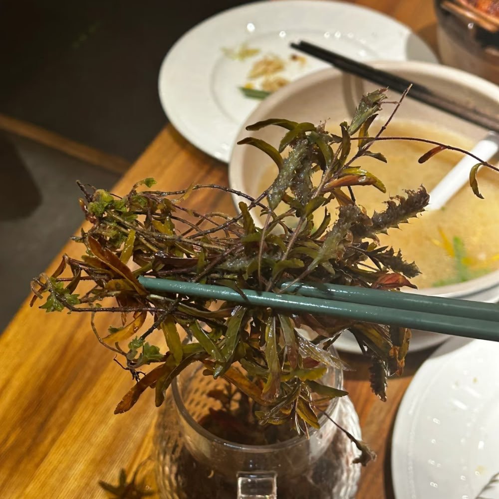 Chopsticks lifting freshly steeped, whole wild Dongzisu leaves and sprigs from a clear glass container over a wooden dining table, showcasing the traditional, everyday use in Yunnan.