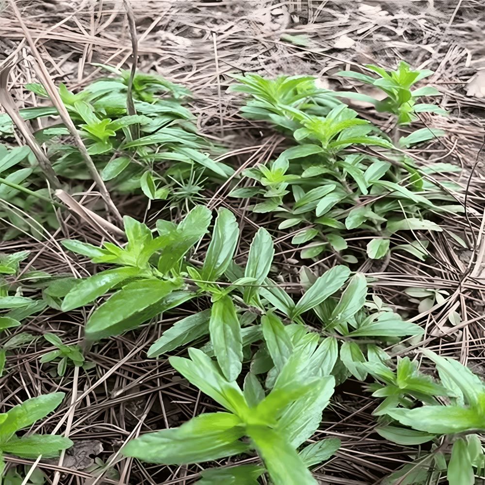 Fresh, vibrant green wild Dongzisu plants growing naturally on the ground among dry pine needles on a high-altitude slope in Yunnan's mountain regions.