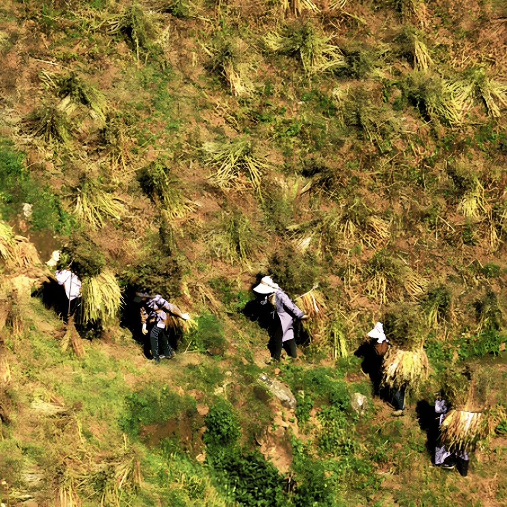 Farmers carrying heavy bundles of freshly harvested Nutty Tartary Buckwheat plants down a rugged, sunlit highland slope in Yunnan's mountain regions.