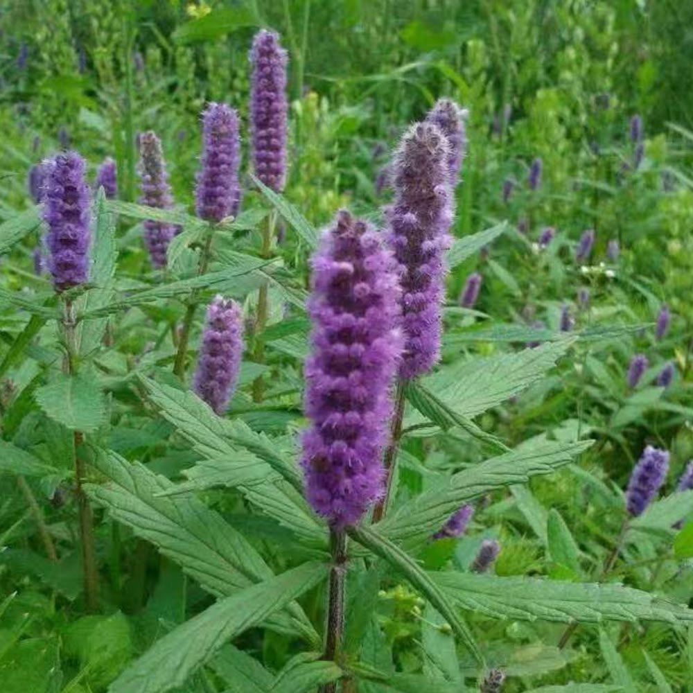 Lush green Xiangru plants with distinctive purple flower spikes thriving in the high-altitude mountain areas of Yunnan.